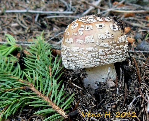 Muchomůrka růžovka ( masák ) :: Houbař Véna