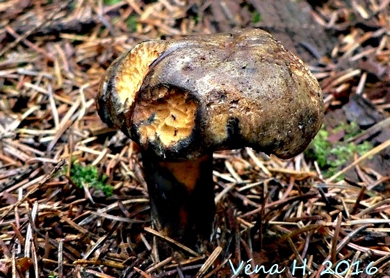 Hřib modračka :: Houbař Véna
